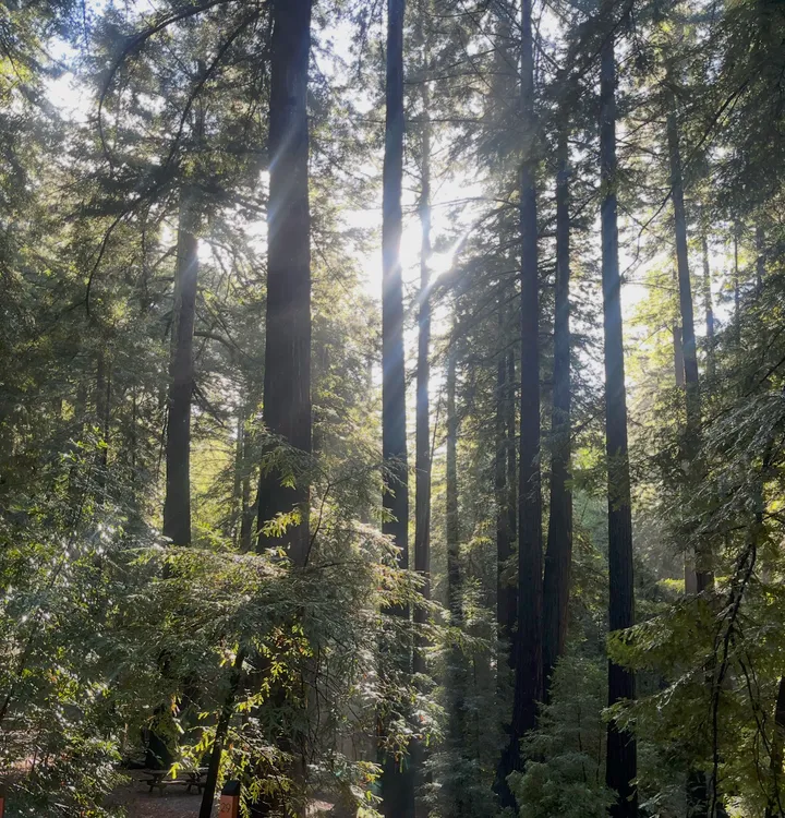 Sunlight filtering through tall trees in Yosemite.